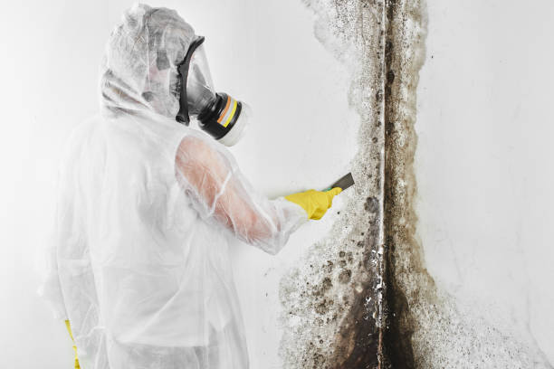 Best Mold Damage Repair  in Champaign, IL