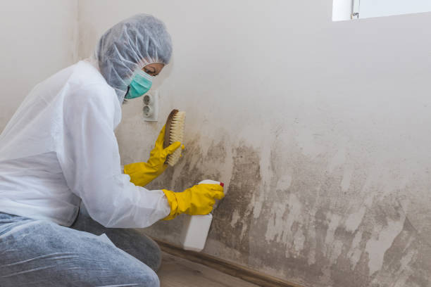 Best Mold Testing  in Champaign, IL