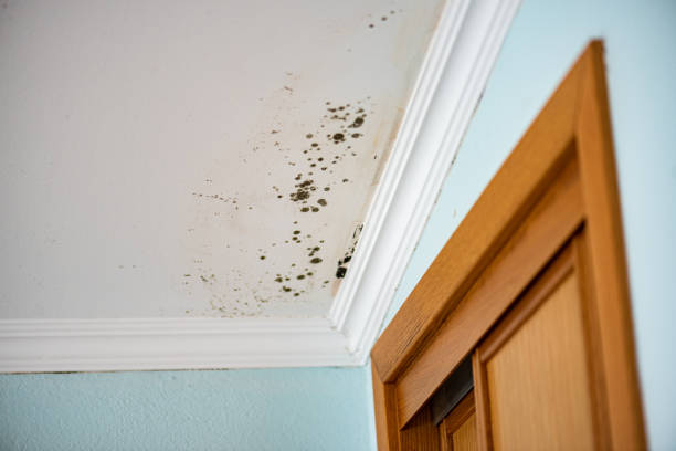 Best Certified Mold Removal  in Champaign, IL