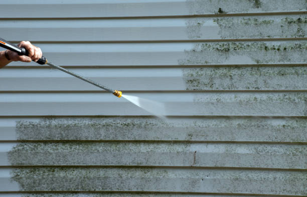 Best Toxic Mold Removal  in Champaign, IL