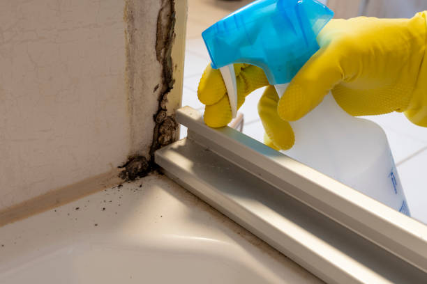 Professional Mold Removal in Champaign, IL