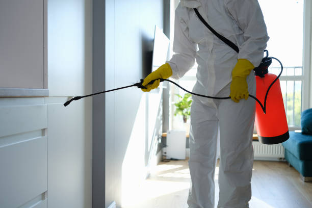 Best Fast Mold Removal  in Champaign, IL