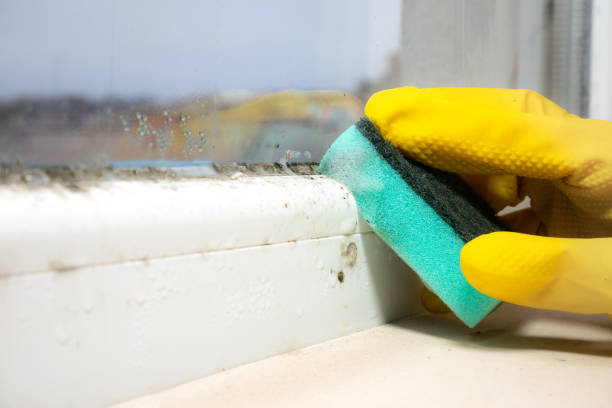 Best Mold Cleaning Services  in Champaign, IL