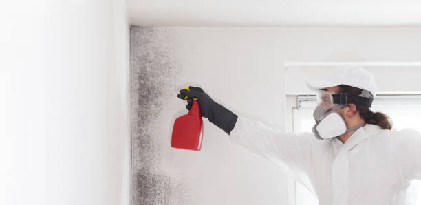 Best Commercial Mold Removal  in Champaign, IL