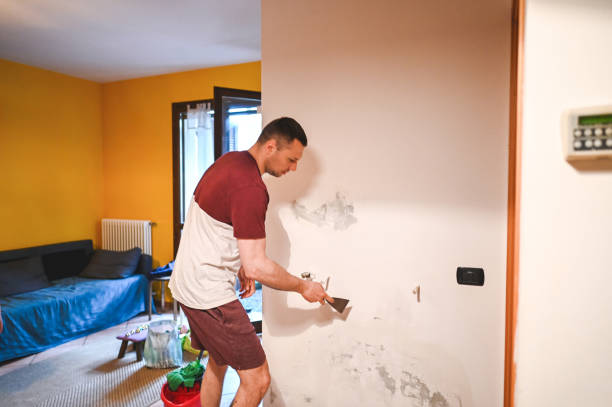 Best Local Mold Removal Service  in Champaign, IL