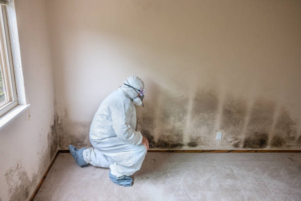 Attic Mold Removal in Champaign, IL
