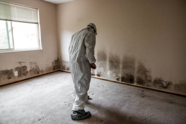 Best Mold Remediation  in Champaign, IL