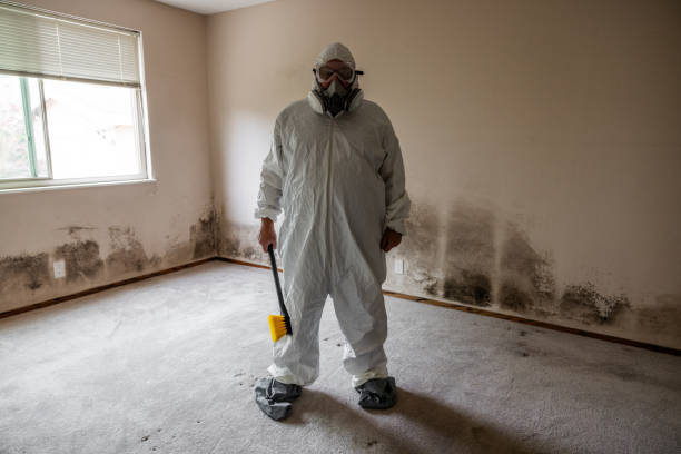 Best Attic Mold Removal  in Champaign, IL