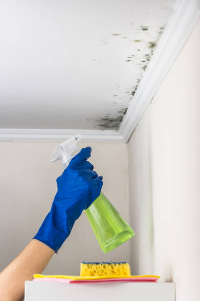 Best Mold Removal Specialists  in Champaign, IL